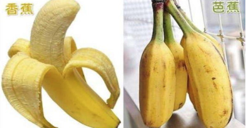 「香蕉和芭蕉」长得很像「营养却差